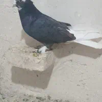 کبوتر جوجه هما