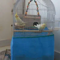 یک جفت عروس هلندی|پرنده|فامنین, |دیوار