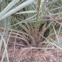 فروش نهال و پاجوش مجول مراکشی سوپر جامبو|خدمات باغبانی و درختکاری|رستاق, |دیوار