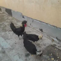 تخم مرغ نطفه دار مرغ خروس لهستانی