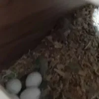 پرندگان|پرنده|مشکیندشت, |دیوار