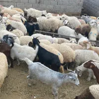 انواع گوسفند محلی چاق ( دام زنده ) + قصاب|حیوانات مزرعه|کرمان, |دیوار