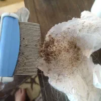 درمان رشک و شپش تضمینی