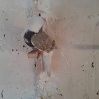 طوقی پشت|پرنده|شیروان (خراسان), |دیوار