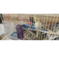 یک جفت عروس هلندی