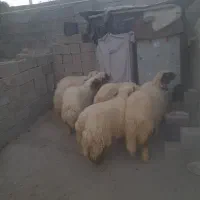 فروش ۱۰عددبره ماده سنجابی اصیل|حیوانات مزرعه|کرمانشاه, |دیوار