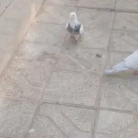 سه عدد طوقی یه جفت با یه  جوجه هفترنگ