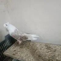 کبوتر پشدار