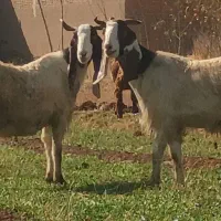 دو عدد بز جوان آبستن نژاد پاکستان|حیوانات مزرعه|خواجه, |دیوار