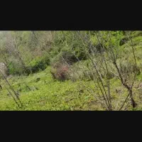 زمین باغی ۱۰۹۸متر