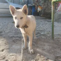 توله سگ هاسکی|سگ|چرام, |دیوار