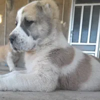 سگ الابای نژاد روس|سگ|اصفهان, نقش جهان|دیوار