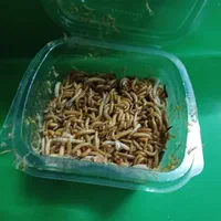 کرم میلورم زنده و خشک