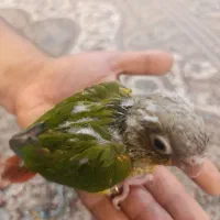گرینچیگ سرلاکی آناناسی|پرنده|مشهد, نوید|دیوار