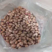 لوبیا چیتی امساله