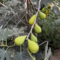 برترین نهال ها در غرب نهال ضمانتی|خدمات باغبانی و درختکاری|آبیک, |دیوار