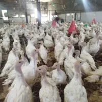 جوجه بوقلمون بیوتی سیکس|حیوانات مزرعه|تربتحیدریه, بالا ولایت|دیوار