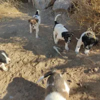 توله سگ نر و ماده فروش فوری|سگ|تربتحیدریه, حاجی یار|دیوار