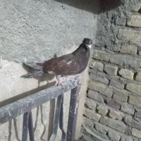 چنتا کبوتر|حیوانات|اشترینان, |دیوار