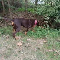 سگ دوبرمن|سگ|لنگرود, |دیوار