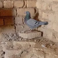 غریب گیری|حیوانات|گلپایگان, |دیوار