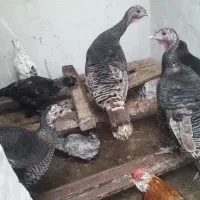 مرغ گلین .بوقلمون .اردک روسی