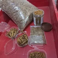 میلورم و سوپرورم آموزش و تجهیزات و تولیدات|خزنده|خمینیشهر, |دیوار