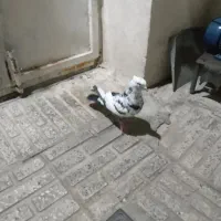 کبوترپرنده|پرنده|ماهدشت, |دیوار