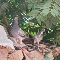 کبوتر پلاکی|پرنده|بشاریات, |دیوار