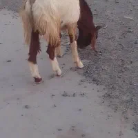 گوسفند|حیوانات مزرعه|جازموریان, |دیوار