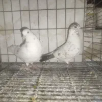 کبوتر تهرانی|پرنده|سرپل ذهاب, |دیوار