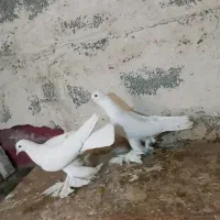 یک جفت لوتی سفید اویناخ