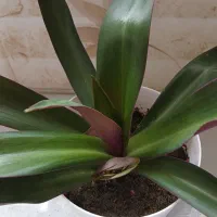 گل طبیعی|گل و گیاه طبیعی|سنقر, |دیوار