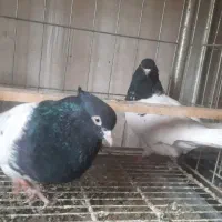 ۳ جفت کله ای عطیقه