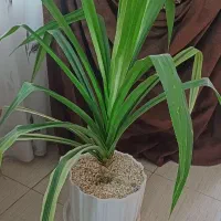 گل عنکبوتی|گل و گیاه طبیعی|نیشابور, بزرگمهر|دیوار