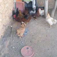 مرغ وخروس|حیوانات مزرعه|بدره, |دیوار