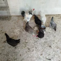 مرغ وخروس|حیوانات مزرعه|شیراز, شاهچراغ|دیوار