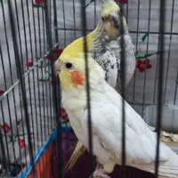 عروس هلندی مولد