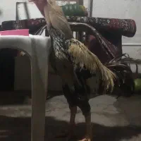 دو عدد خروس لاری اصیل