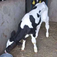 کارگر گاوداری وارد به شیردوش یا تراکتور