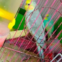 انواع پرنده|پرنده|میبد, |دیوار