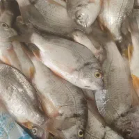 شانگ سفید