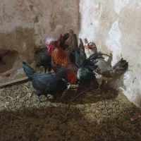 مرغ و خروس محلی و لاری تخمگذار