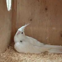 عروس هلندی|پرنده|قشم, |دیوار