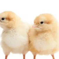 جوجه مرغ محلی یک ماهه