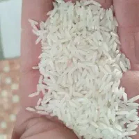 برنج اصیل گیلانی