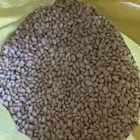 لوبیا چیتی ارتشی .پاک شده .محصول امسال