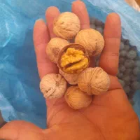 گردو پوست کاغذی اعلا