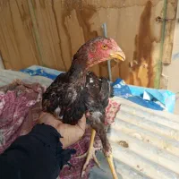 لاری|حیوانات مزرعه|اصفهان, ارداجی|دیوار