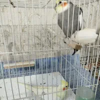 عروس هلندی جفت تخم گذار